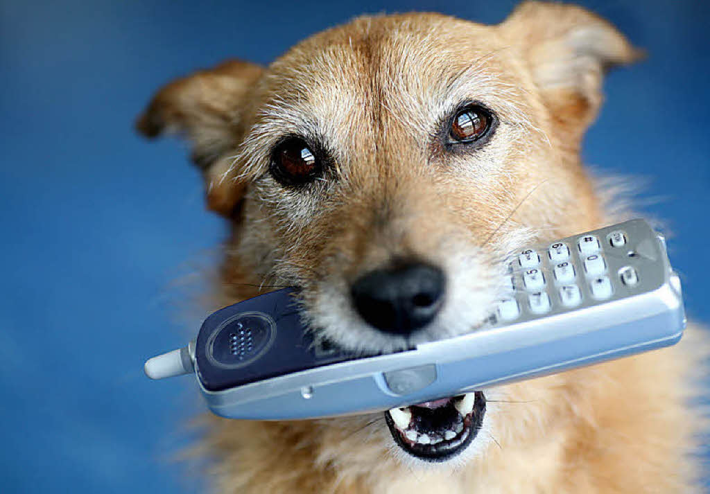 Hund mit Telefon