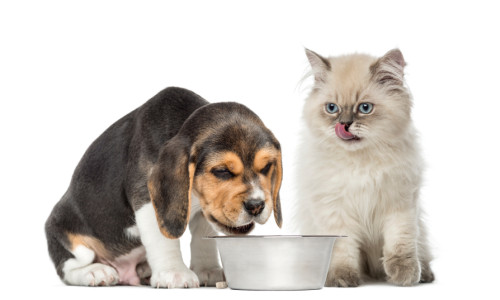 hund u. katze